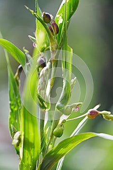 Job`s tears seed on the tree plant / coix lachryma jobi chinese pearl barley coixseed