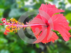 Joba phool, hibiscus flower blur background wallpaper image