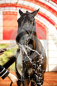 Jockey drinks horse with water