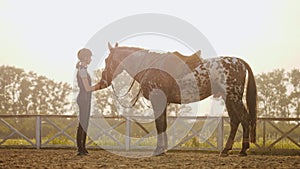 Jockey girl is stroking a horse on open manege, slow motion