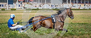 Jockey and horse. Trotting horse race. Race in harness with a sulky or racing bike. Harness racing. Trotting horse race