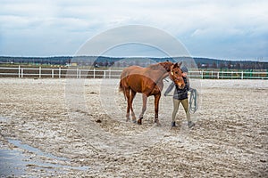 Jockey keeps brown horse on leash . love of the horse