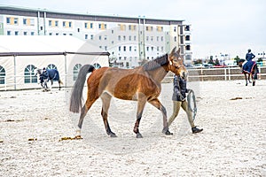 Jockey keeps brown horse on leash . love of the horse