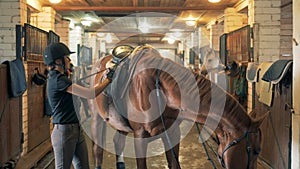 Jockey lady is regulating saddle of a stallion in stables