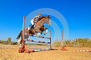 Jockey with purebred horse