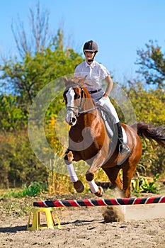 Jockey with purebred horse