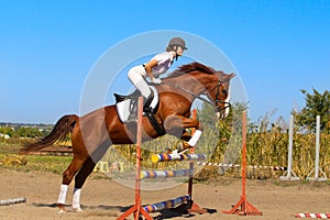 Jockey with purebred horse