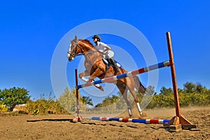 Jockey with purebred horse