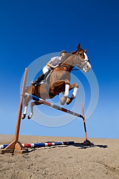 Jockey with purebred horse photo