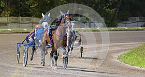 Jockeys and horses. Racing horses competing with each other. Race in harness with a sulky or racing bike. Harness racing