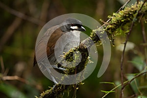 Jocotoco Antpitta