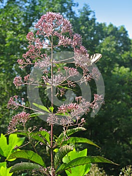 Joe Pye Weed