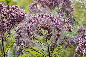 Joe Pye Weed