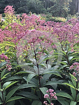 Joe Pye Weed in a botanical Garden. Eutrochium purpureum