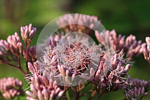 Joe-pye Weed flower