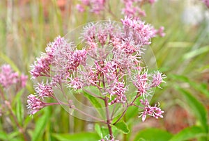 Joe Pye Weed Flower Eupatorium maculatum