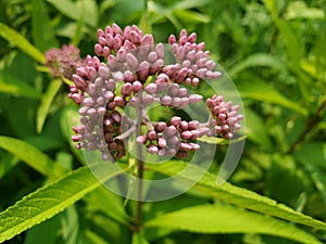 Joe-Pye-Weed at Shakespeare Pond