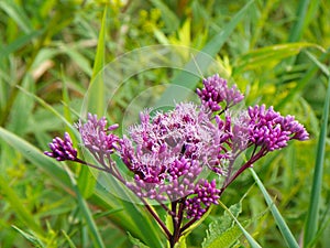 Joe Pye Weed sweet smelling blossoms attract pollinators