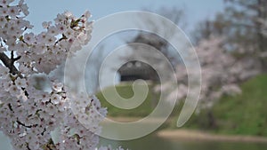 Joetsu Castle view during cherry blossom