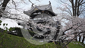 Joetsu Castle view during cherry blossom