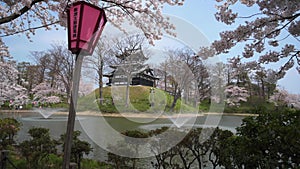 Joetsu Castle view during cherry blossom