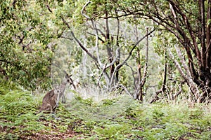 Joey and female kangaroo in the bush
