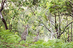 Joey and female kangaroo in the bush