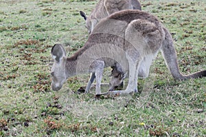 A Joey and his Mum Eating together at Coombabah photo