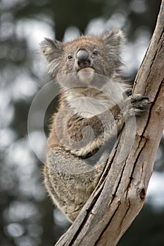 The joey koala is climbing a tree