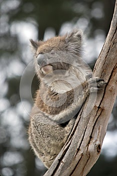 The joey koala is climbing a tree