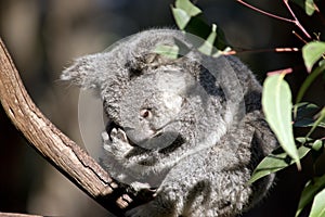 Joey koala close up