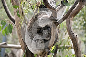 Koala and joey