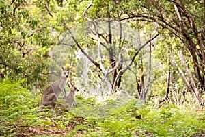 Joey and mummy kangaroo in the bush