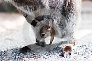 Joey in the pouch of the mother wallaby
