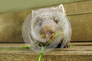 Joey of Wombat feeding photo