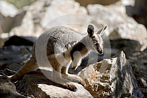 A joey Yellow footed rock wallaby