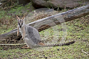A joey yellow footed rock wallaby in a park