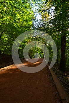 Jog or hike trail in the forest. Healthy lifestyle concept vertical photo.