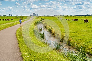 Jogger in a cow field