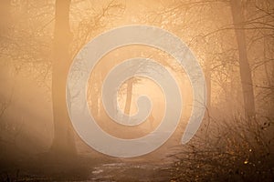 A jogger runs into a mist-covered forest on a foggy winter morning