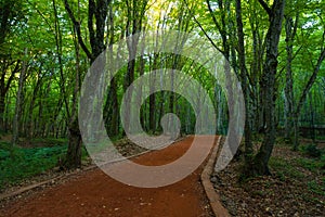 Jogging or hiking trail in the forest. Healthy lifestyle concept background