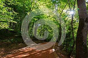 Jogging trail in the forest. Healthy lifestyle concept photo