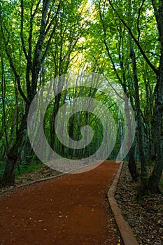 Jogging trail in a forest with tall trees around it. Belgrad Forest in Istanbul