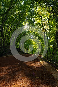 Jogging trail in the forest vertical photo. Healthy lifestyle concept