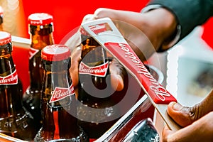 African barman opening a Budweiser bottles of beer in red branded ice bucket on bar counter