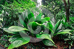 Johannesteijsmannia altifrons at Singapore Botanic Gardens. photo
