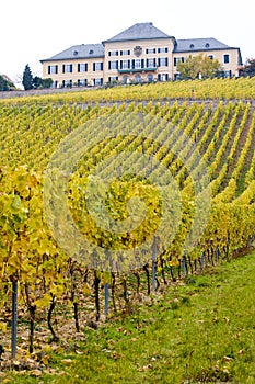 Johannisberg Castle with vineyard, Hessen, Germany