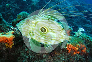 John Dory