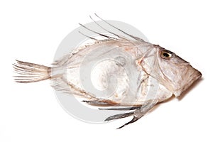 John Dory Fish