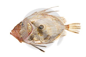 John Dory fish